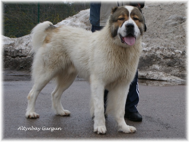 GURGUN