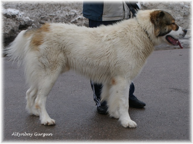 GURGUN