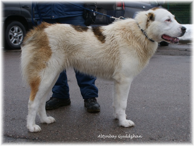 GYULDZHAN
