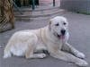 Aygul