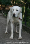 MANJA