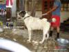 GAPLAN