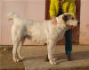 BAHOR AG