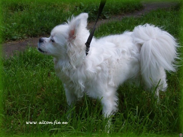 img00031.jpg