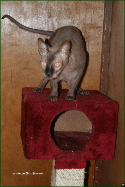 img00040.jpg