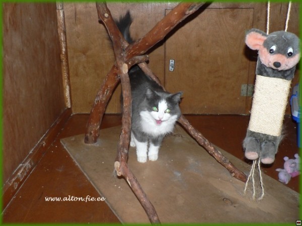 img00050.jpg